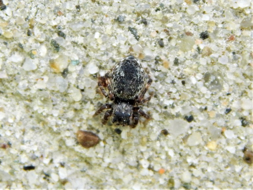 Araneae - Pókok