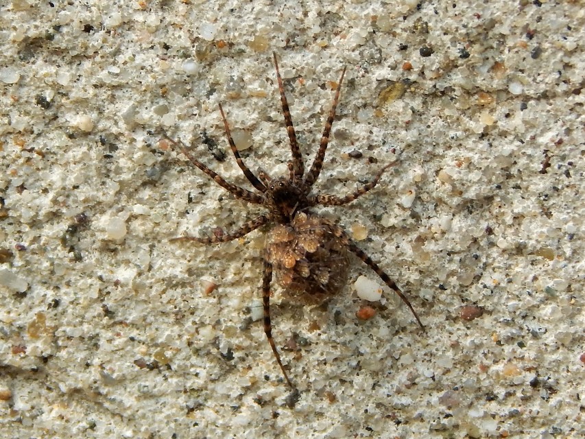 Araneae - Pókok