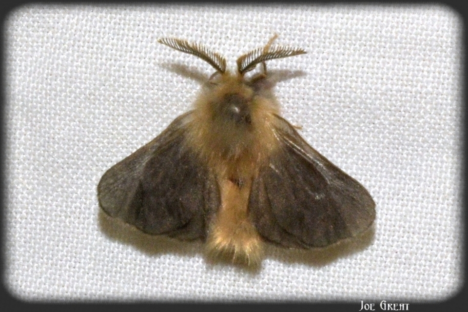 Psychidae - csőzsákos-molyfélék