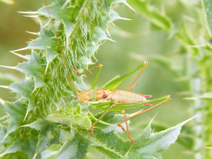Leptophyes albovittata - közönséges virágszöcske
