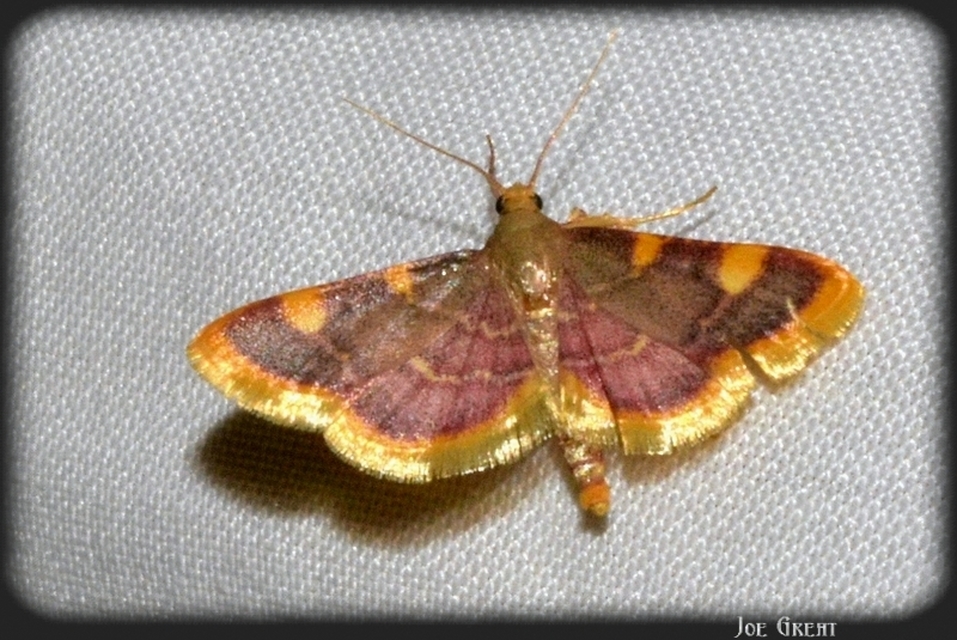 Hypsopygia costalis - szénailonca