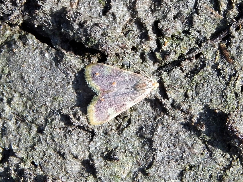 Hypsopygia costalis - szénailonca