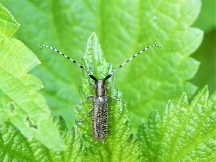 Agapanthia villosoviridescens - fehérgyűrűs bogáncscincér
