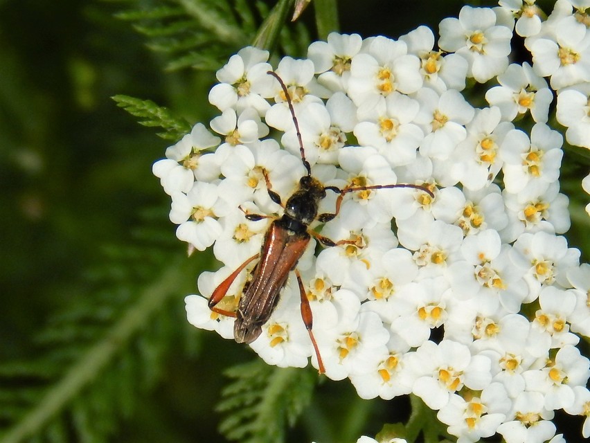 Stenopterus rufus - tarkacsápú keskenyfedőscincér