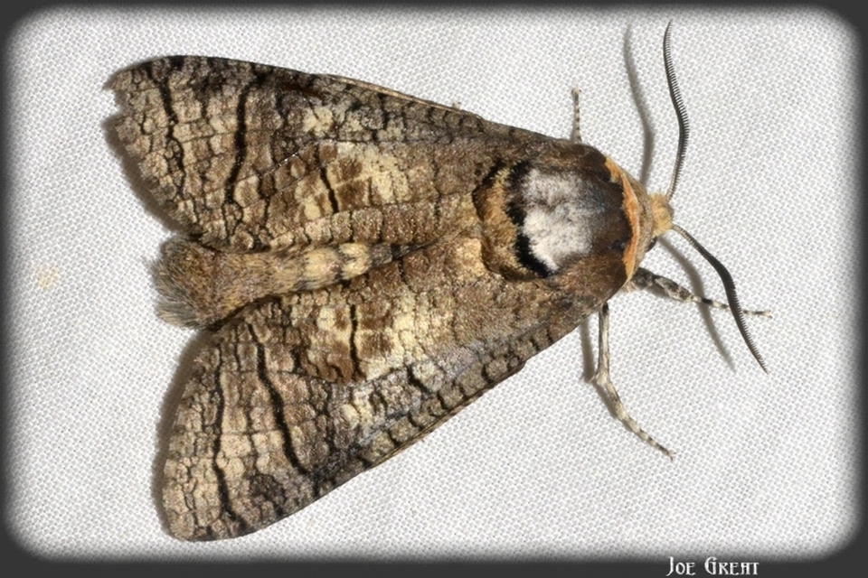 Cossus cossus - fűzfarontólepke
