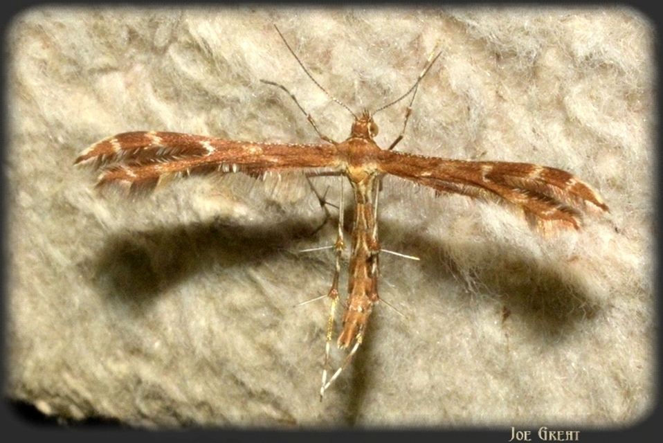 Pterophoridae - tollasmolyfélék