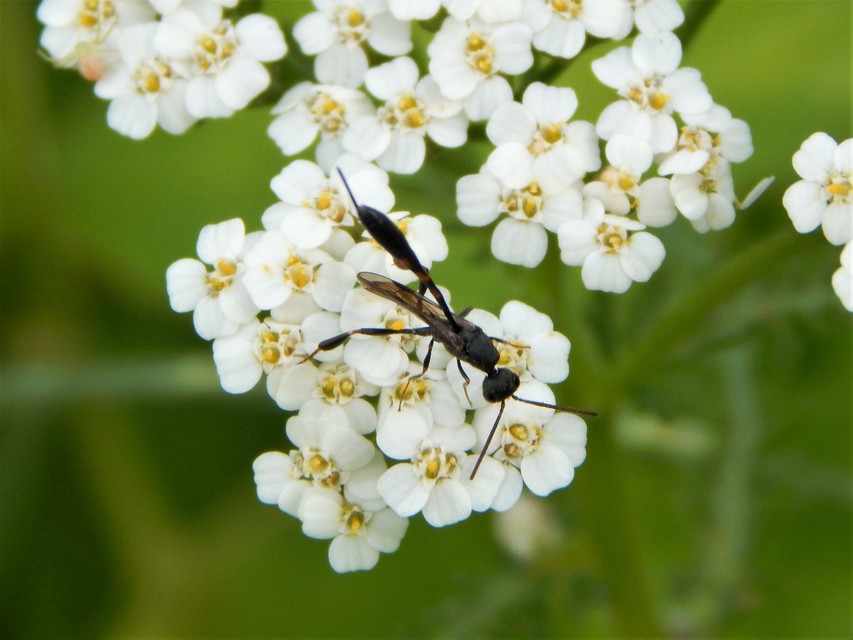 Hymenoptera - Hártyásszárnyúak