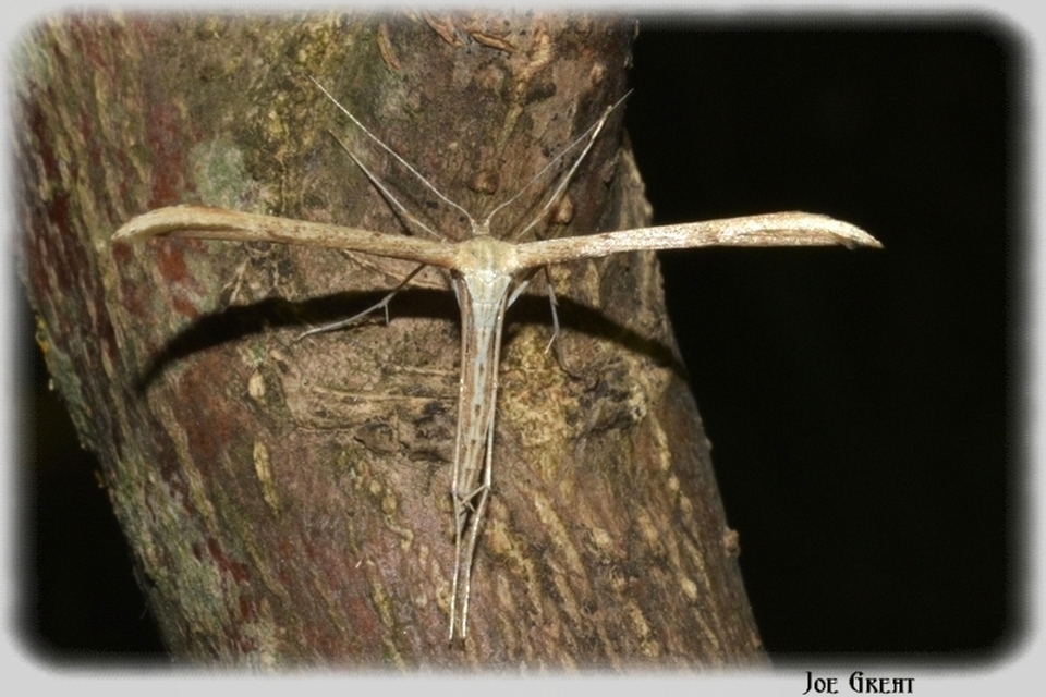 Pterophoridae - tollasmolyfélék