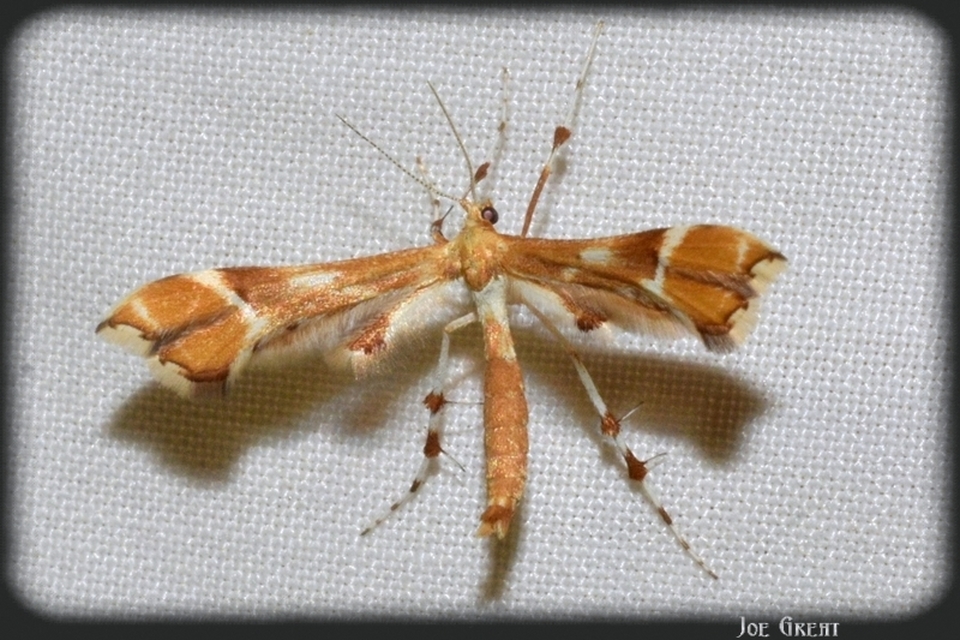 Cnaemidophorus rhododactyla - rózsabogyó-tollasmoly