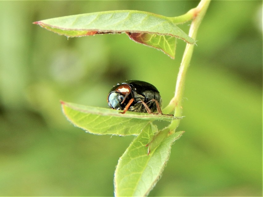 Smaragdina