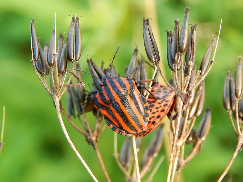 Graphosoma italicum - csíkos pajzsospoloska