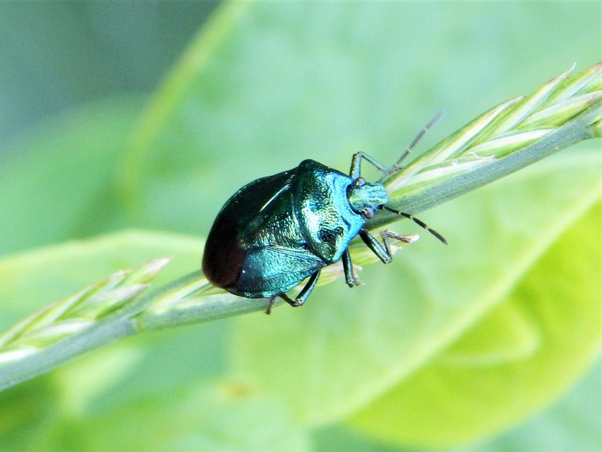 Zicrona caerulea - acélkék poloska Zicrona caerulea - acélkék poloska