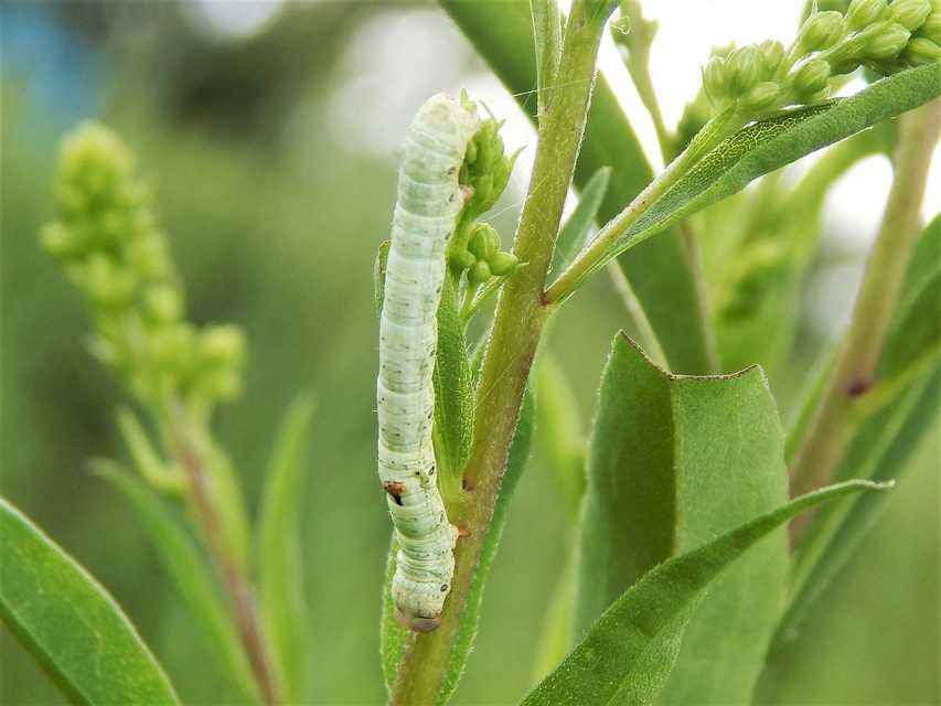 Ascotis selenaria - holdas faaraszoló
