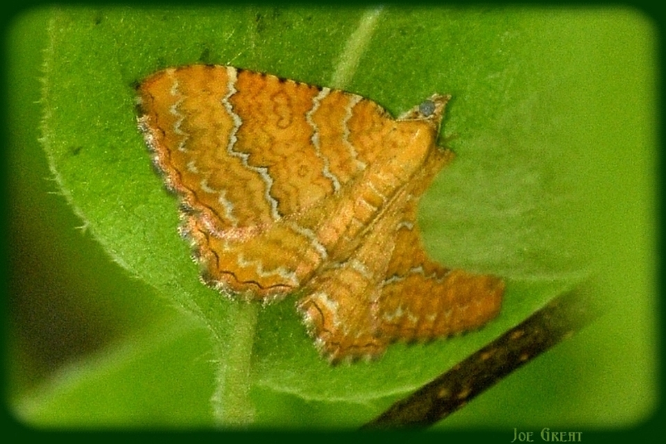 Camptogramma bilineata - kétvonalas sávosaraszoló
