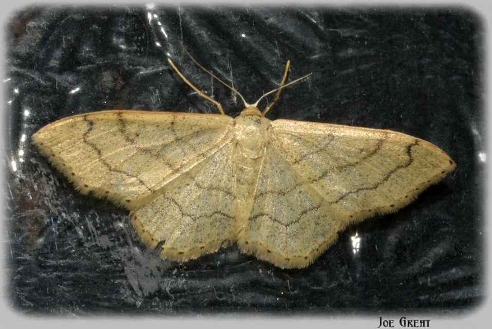 Idaea aversata - nagy sávosaraszoló