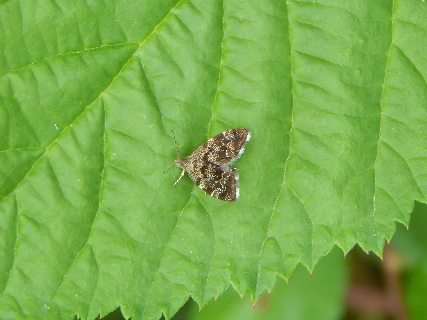 Anthophila fabriciana - lápréti levélmoly