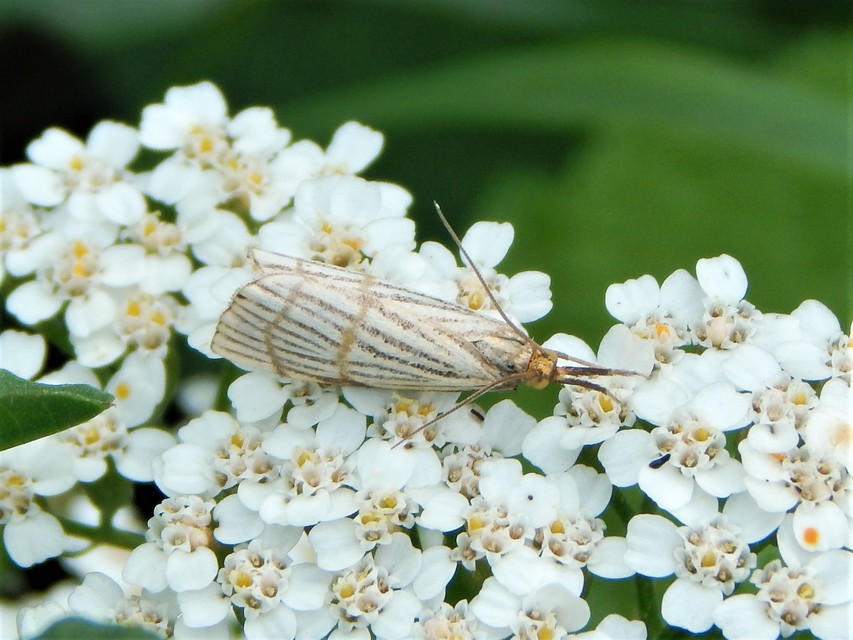 Chrysocrambus linetella - déli fűgyökérmoly