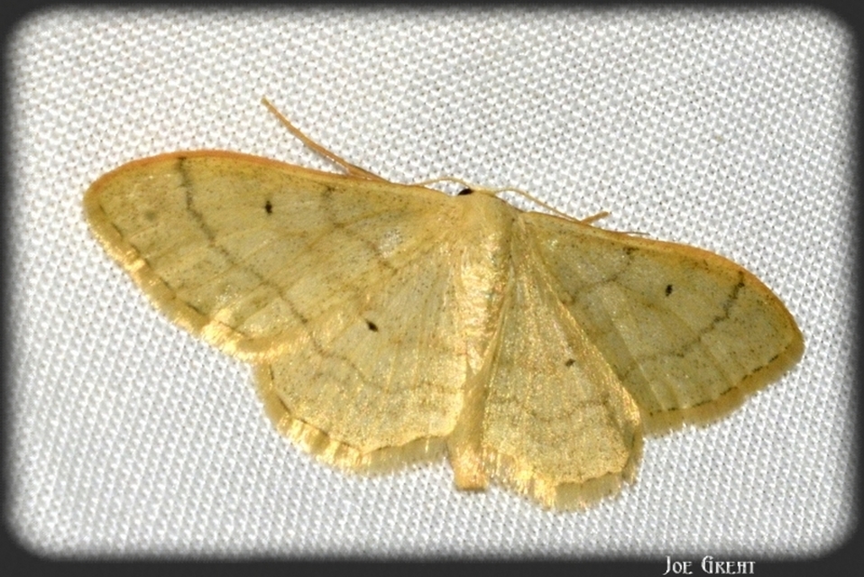 Idaea straminata - szalmasárga sávosaraszoló