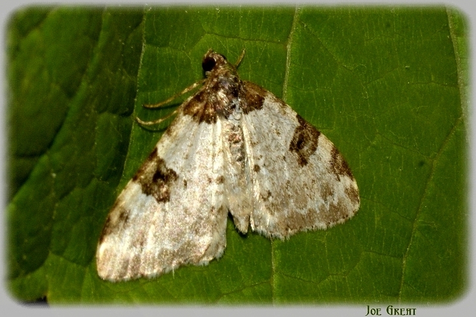 Xanthorhoe fluctuata - közönséges tarkaaraszoló