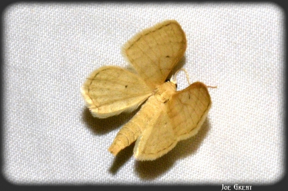 Idaea straminata - szalmasárga sávosaraszoló