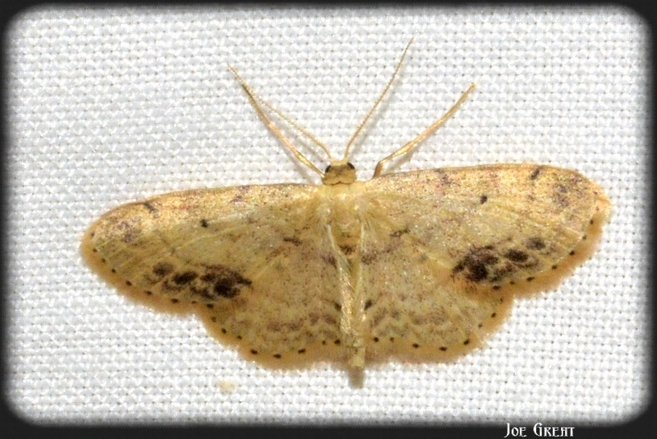 Idaea dimidiata - gyakori apróaraszoló