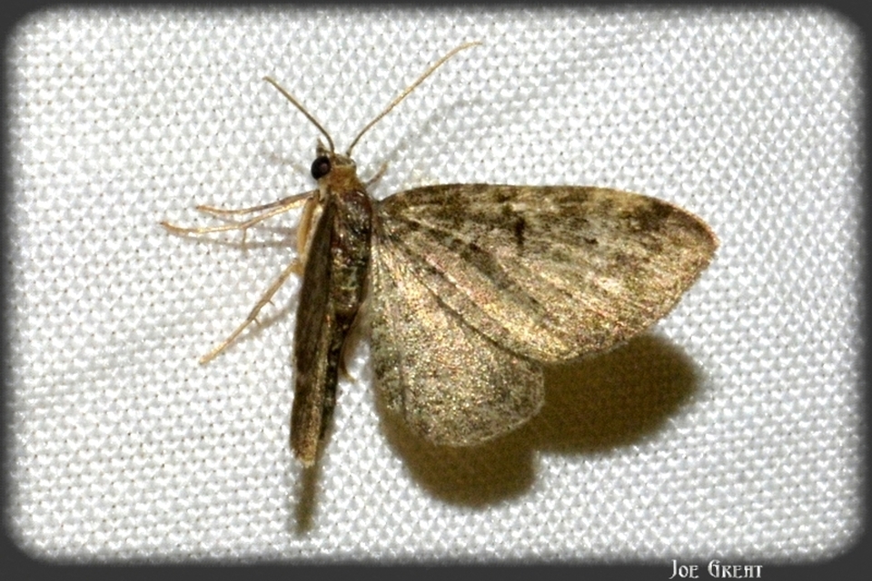 Pasiphila chloerata - hamvas törpearaszoló