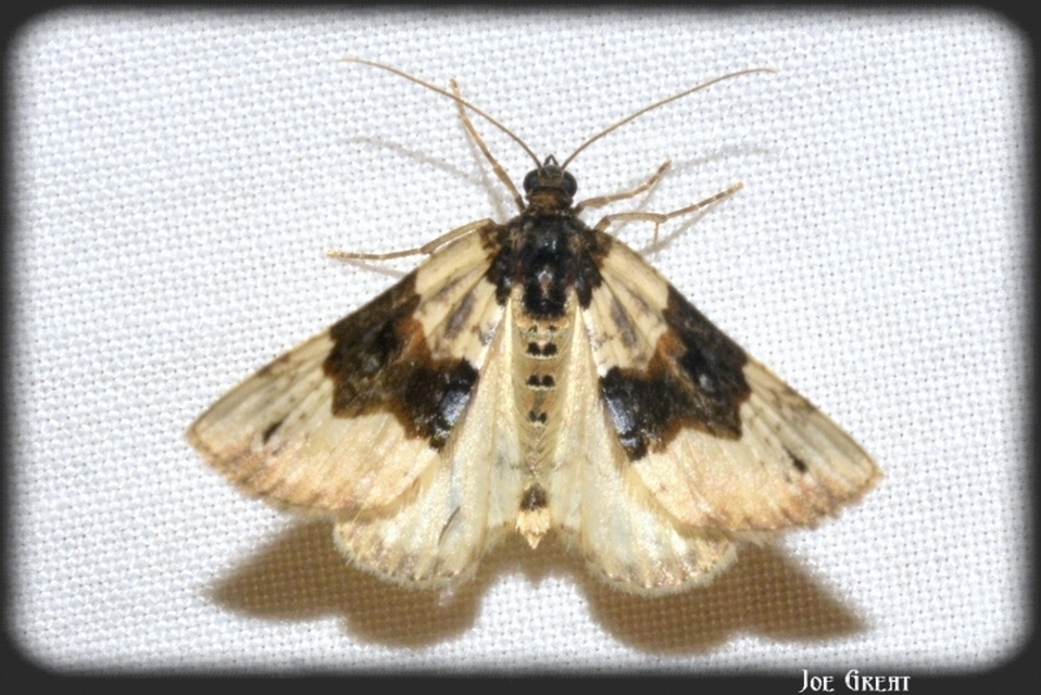 Cosmorhoe ocellata - szemes galajaraszoló