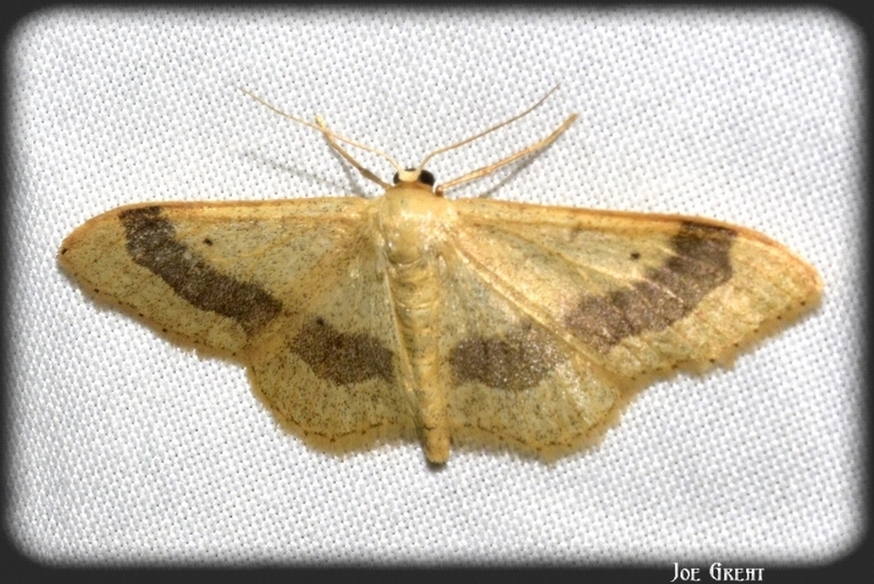 Idaea aversata - nagy sávosaraszoló