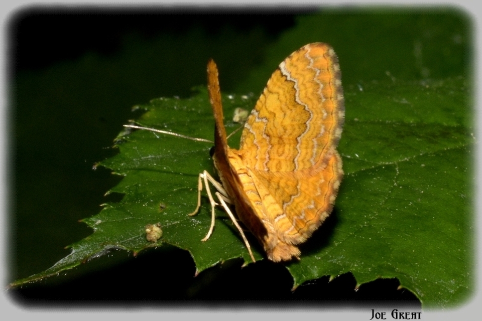 Camptogramma bilineata - kétvonalas sávosaraszoló