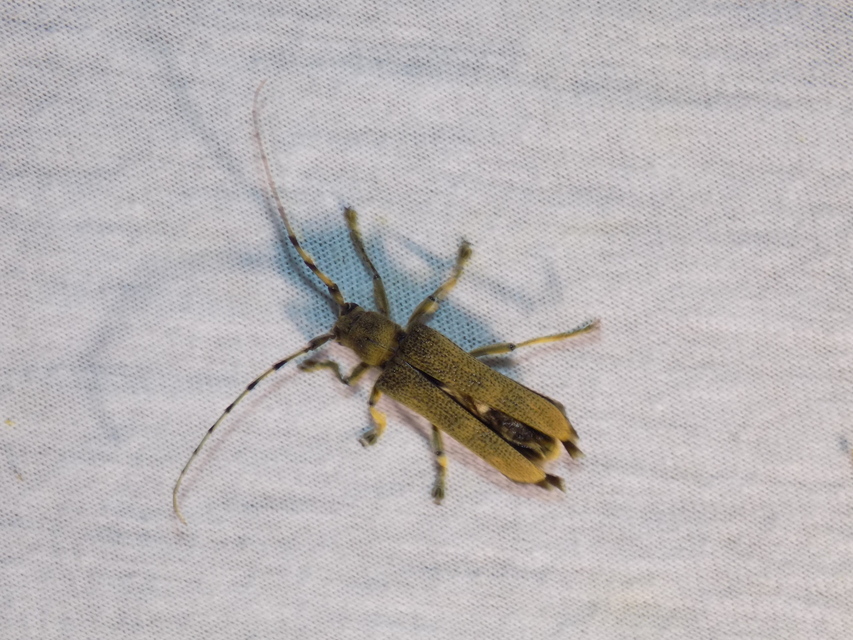 Saperda carcharias - nagy nyárfacincér