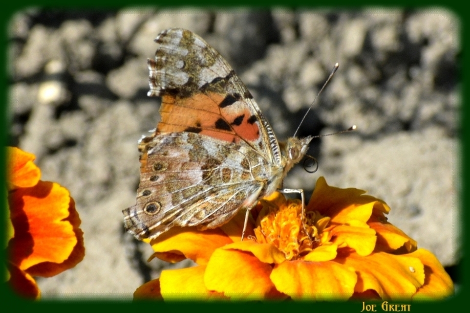 Vanessa cardui - bogáncslepke