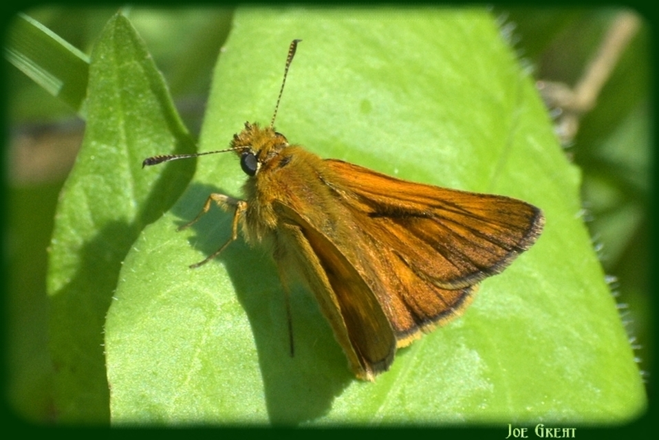Ochlodes sylvanus - erdei busalepke