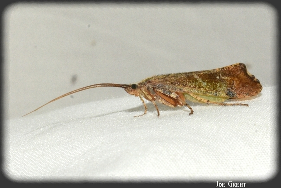 Trichoptera - Tegzesek