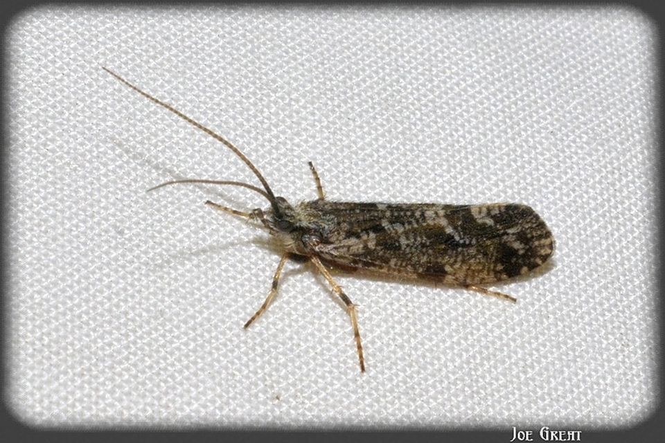 Trichoptera - Tegzesek