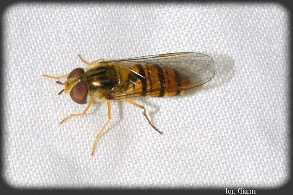 Episyrphus balteatus - ékfoltos zengőlégy