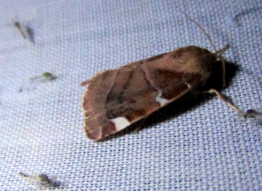 Cosmia diffinis - szilfa-lombbagoly