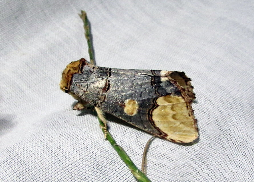 Phalera bucephaloides - magyar púposszövő
