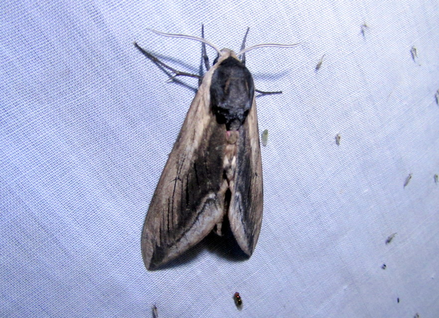 Sphinx ligustri - fagyalszender