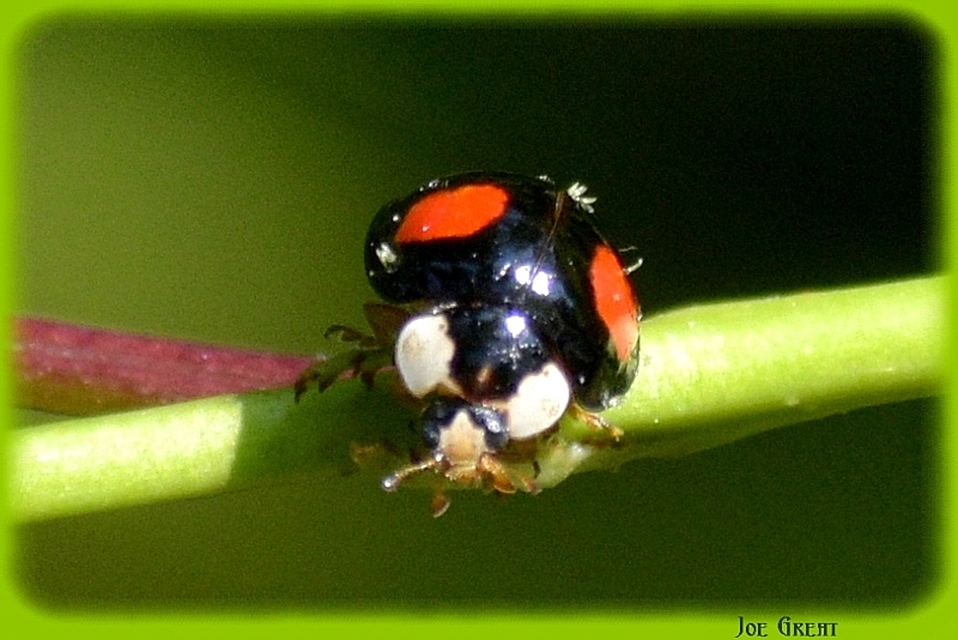 Harmonia axyridis - harlekinkatica