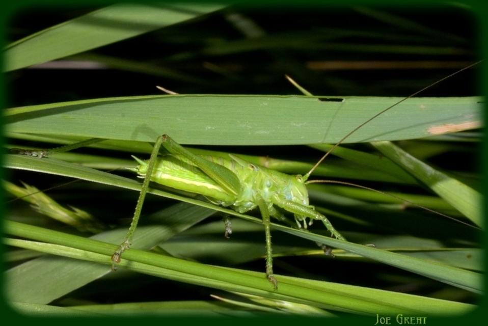 Tettigonia