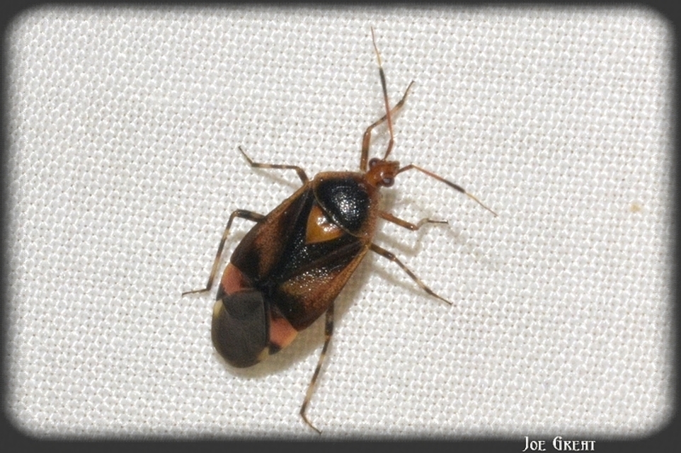 Deraeocoris