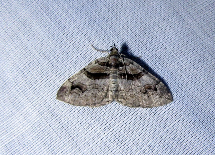 Pareulype berberata - sóskafa-tarkaaraszoló