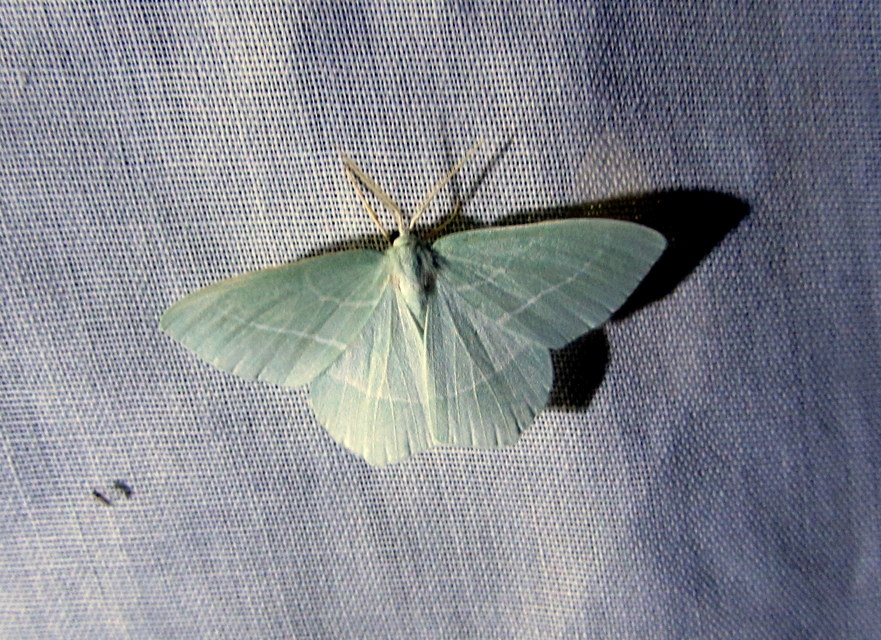 Hemistola chrysoprasaria - kékes zöldaraszoló