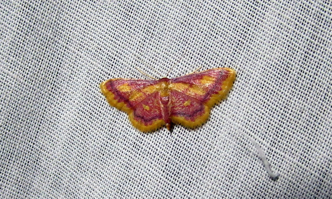 Idaea muricata - mocsári pirosaraszoló