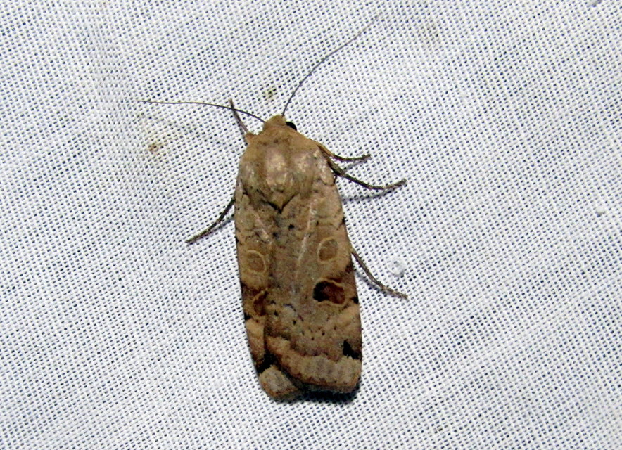 Noctua orbona - foltos sárgafűbagoly