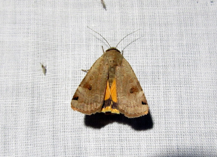 Noctua orbona - foltos sárgafűbagoly