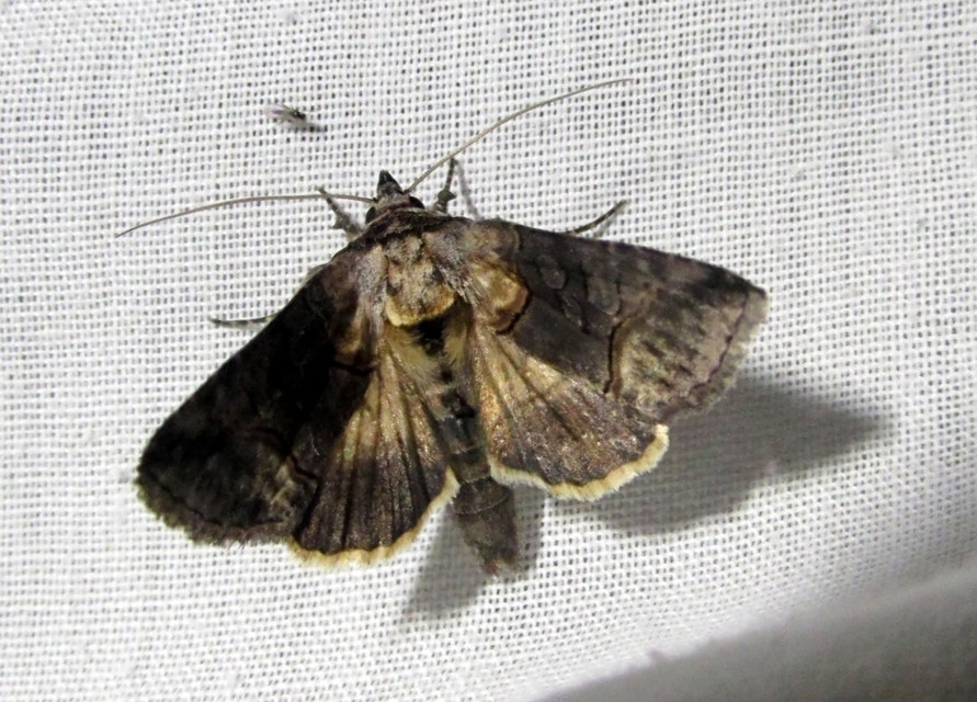 Abrostola asclepiadis - barnaövű csalánbagoly
