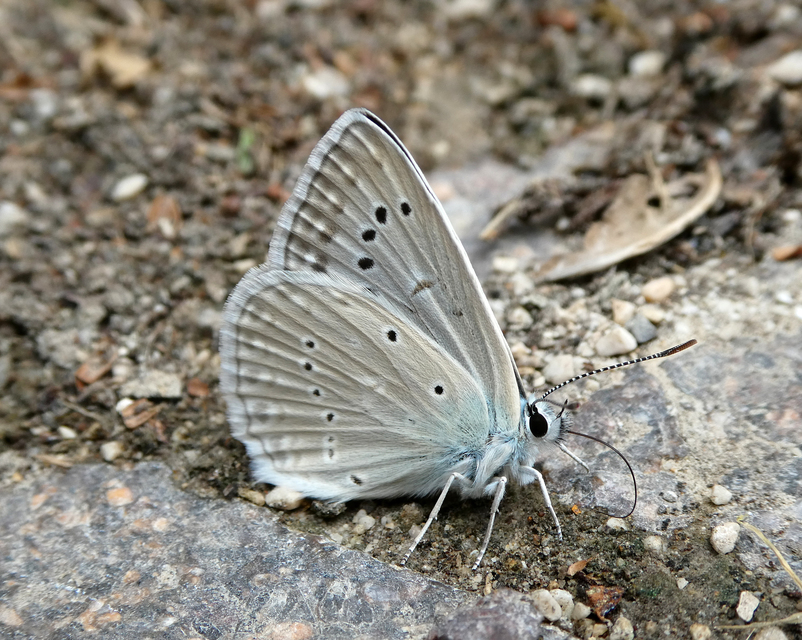 Polyommatus daphnis - csipkés boglárka
