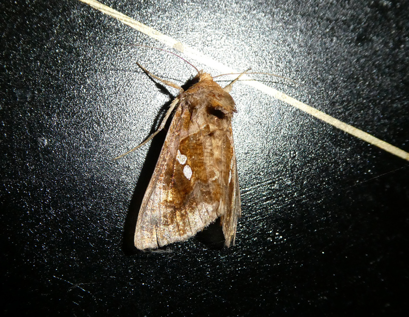 Chrysodeixis chalcites - déli aranybagoly