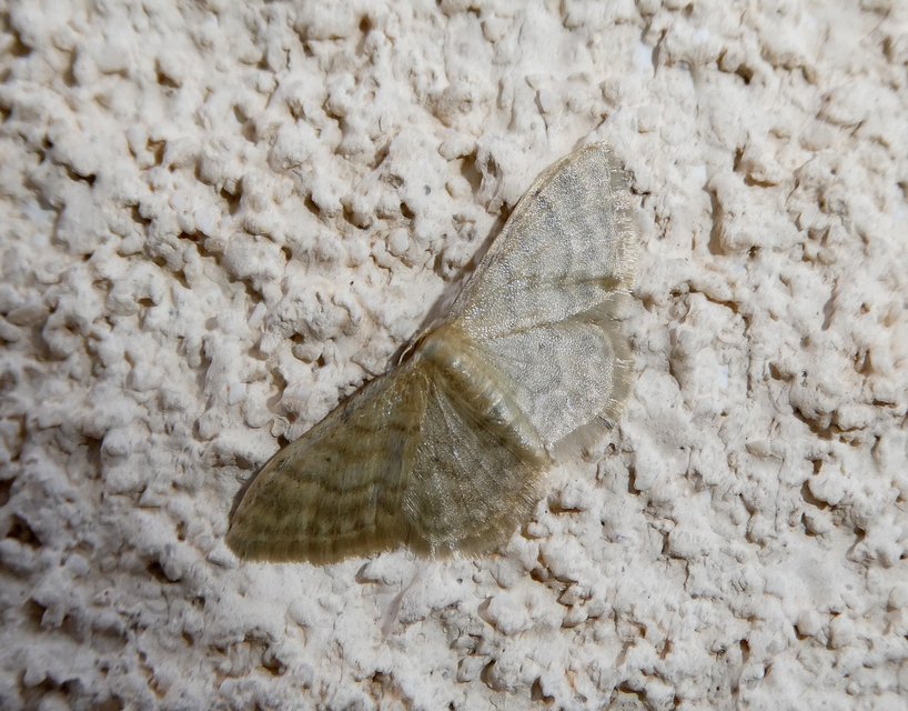 Idaea dilutaria - napvirág-apróaraszoló